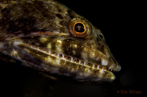 Pretty!  Common Lizard Fish.  105mm. by Richard Witmer 